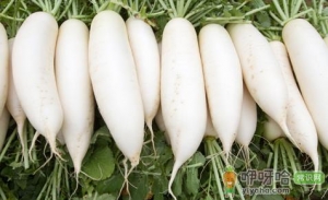 冬吃萝卜怎么吃 避免错误的吃法