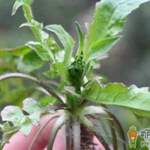 这些野菜营养又好吃 你吃过吗？