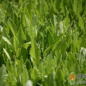 野菜不可乱吃 这些野菜可致死