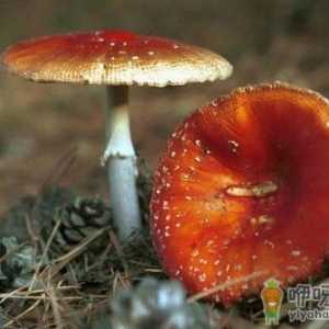 食用野菜有哪些注意事项？哪些野菜不可以吃
