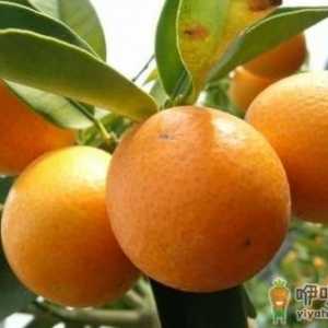 吃什么会导致口臭？去口臭的12种食物