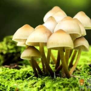 食物里含有毒物质怎么办？