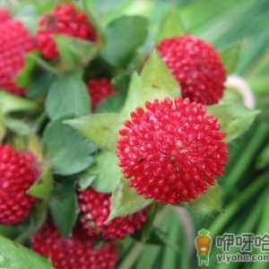 蛇莓有毒吗？吃蛇莓的食用禁忌