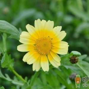 吃茼蒿有什么好处？茼蒿食疗方推荐