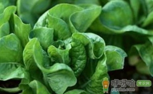 吃蔬菜3大注意事项