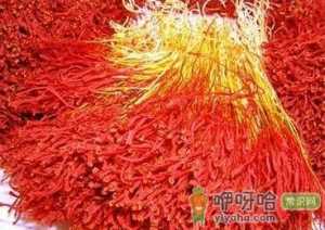 藏红花的功效与作用-藏红花的吃法