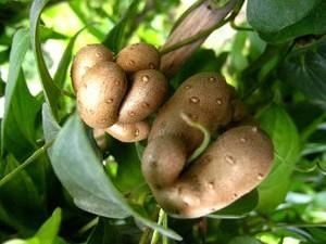 吃山药豆有什么好处？山药豆的营养及功效