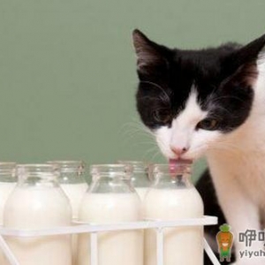 牛奶四种错搭 惹健康威胁