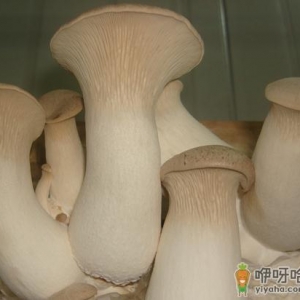 杏鲍菇的营养价值-杏鲍菇的功效与作用