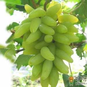 金手指葡萄的种植技术-金手指葡萄的功效与作用