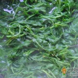 艾叶煮水的功效与作用