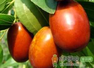 红枣的功效与作用及食用方法