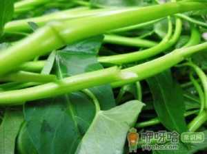 空心菜的营养价值-空心菜的功效与作用