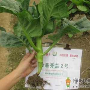 吃芥蓝好吗？芥蓝的营养价值、功效与作用