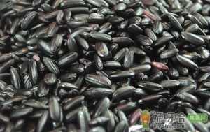黑米的功效与作用-黑米的营养价值
