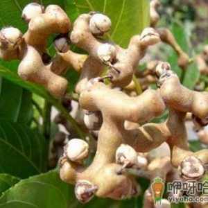 拐枣的营养价值-拐枣的功效与作用