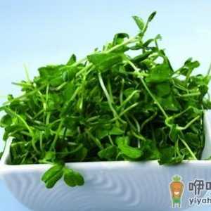 几种菜发了芽吃更加营养健康