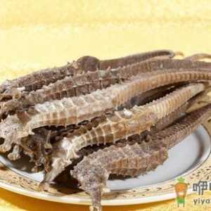 海马的功效与作用 海马的营养价值