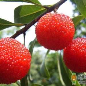 杨梅不仅生津还能止泻