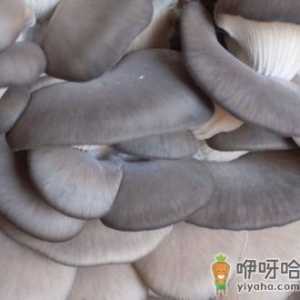 平菇的营养价值-平菇的功效与作用