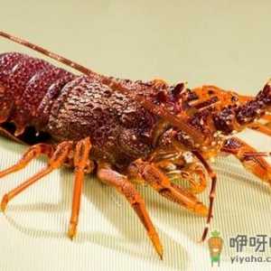食用澳洲龙虾的注意事项-澳洲龙虾的营养价值