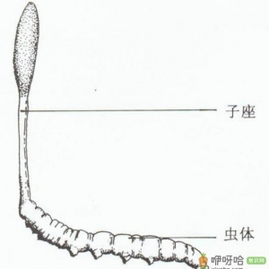 冬虫夏草是什么？冬虫夏草的功效与作用及食用方法