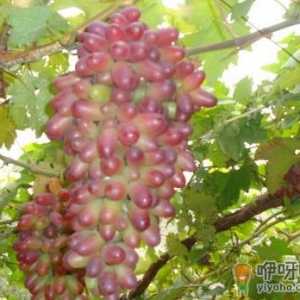 红乳葡萄的种植技术-红乳葡萄的功效与作用