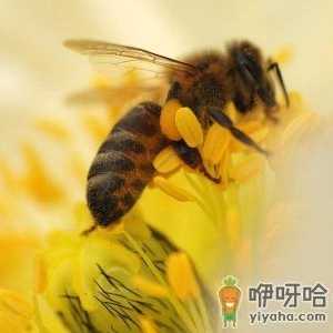 蜂王浆的正确吃法-蜂王浆的食用方法