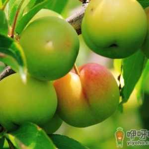 李子的营养价值-李子的功效与作用