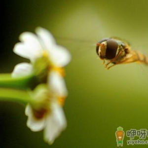 肝硬化患者不能喝蜂蜜-哪些人不能吃蜂蜜？