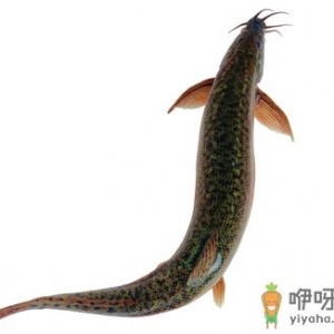 鳗鱼的营养价值与功效-鳗鱼的适用人群