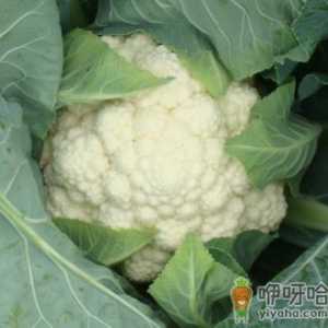 花椰菜的营养价值-花椰菜的功效与作用