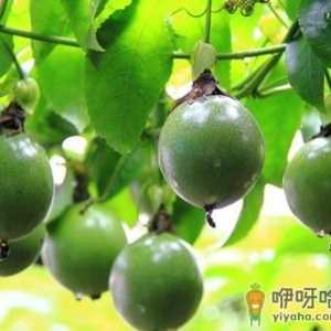 罗汉果的功效与作用-罗汉果怎么吃