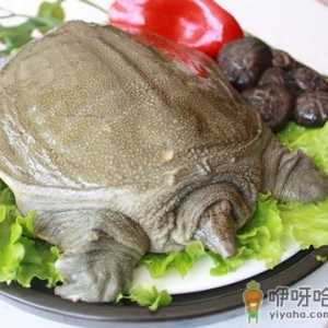 吃甲鱼有什么好处？甲鱼的营养价值