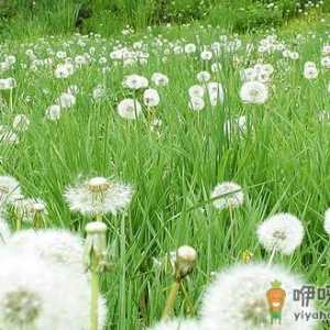蒲公英泡水喝的作用