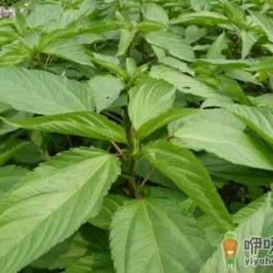 什么是菜用黄麻？菜用黄麻的功效与作用及食用方法