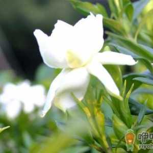 栀子花可入药 凉拌栀子花的做法