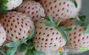 菠萝莓的营养价值-菠萝莓的功效与作用