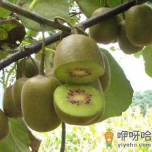 吃猕猴桃有什么禁忌？食用猕猴桃的注意事项