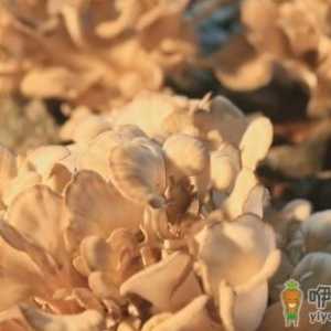 栗蘑的功效 栗蘑的做法