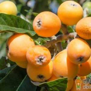 寒初荣橘柚夏首荐枇杷 枇杷的功效与作用