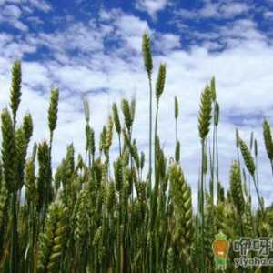 青稞的功效与作用-青稞的适宜人群
