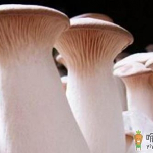 了解吃杏鲍菇的好处 吃杏鲍菇的注意事项