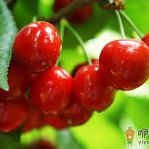 樱桃的营养价值 樱桃的食用价值