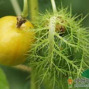 龙珠果的营养价值-龙珠果的功效与作用
