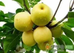 秋天多吃梨有什么好处？吃梨有哪些注意事项