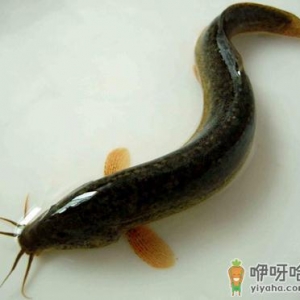 泥鳅的营养价值-泥鳅的食用功效