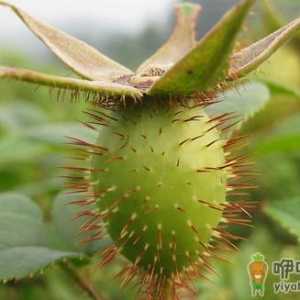金樱子的功效与作用 高血压能吃金樱子吗？