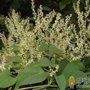 吃何首乌会引起肝损伤吗？何首乌的功效