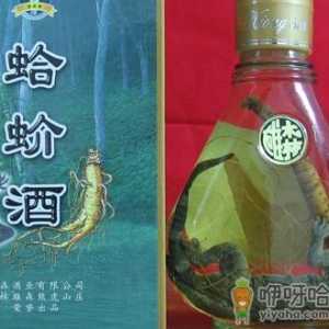 蛤蚧的功效与作用-蛤蚧酒的做法